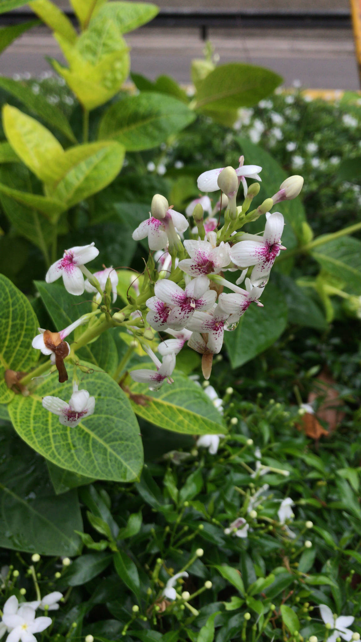 Pseuderanthemum atropurpureum